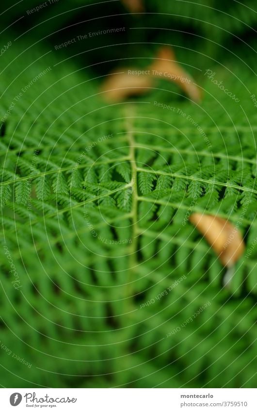 Farnblatt im Herbst Detailaufnahme Farbfoto Wildpflanze Umwelt Blatt Blätter Natur draußen grün Pflanze Outdoor Outside Green Naturliebe Wald Pflanzen