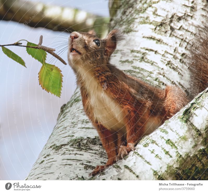 Schnüffelndes Eichhörnchen Sciurus vulgaris Tiergesicht Kopf Auge Nase Ohr Maul Krallen Fell Wildtier Nagetiere Baum Baumstamm Blatt Schönes Wetter Sonnenlicht