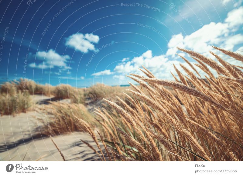 Dänischer Nordseestrand bei schönsten Sonnenschein Strand Küste natur landschaft nordseeküste dünen dünengras sommer urlaub erholung reise dänemark europa meer