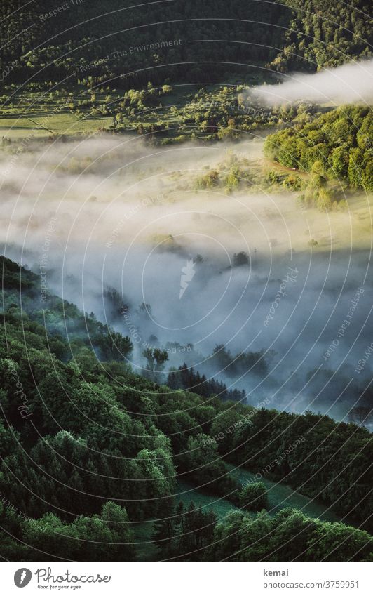 Nebel im Tal Morgennebel Frühnebel Licht Schatten Frühling grün Baum Wald Landschaft frisch leuchten Natur Menschenleer Umwelt Stimmung