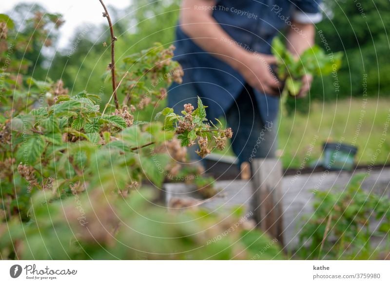 Pflanzzeit Hochbeet Himbeeren Salat Erde erden planzen draußen grün Pflanzen Gemüse Lebensmittel Bio Bioprodukte gesund