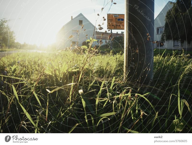 Grund und Boden Gras Idylle Straßenrand Dorf Sträucher Sonne Fußweg Himmel Pflanze Natur Textfreiraum links Schönes Wetter Gegenlicht Sonnenuntergang