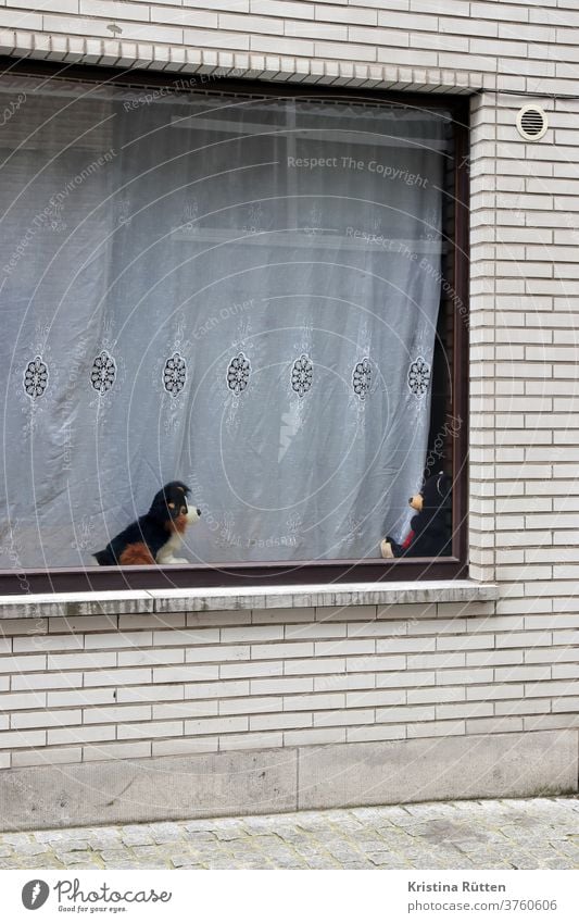 stoffhund und teddybär auf der fensterbank gardine stofftiere kuscheltiere spielzeug abstand zwei fensterdeko dekoration zwiegespräch freunde kumpel