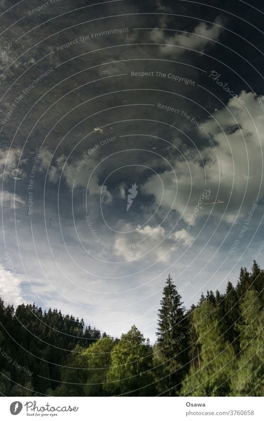 Bäume die sich im See spiegeln Baum Wald Natur grün Außenaufnahme Farbfoto Menschenleer Sonnenlicht Sommer Landschaft Schönes Wetter Spiegelung Spiegelbild