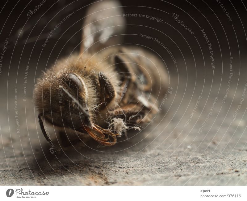 ++ gefallen ++ Tier Totes Tier Wespen Insekt Spinnennetz 1 dunkel Tod Ende Natur Vergänglichkeit Farbfoto Gedeckte Farben Innenaufnahme Nahaufnahme