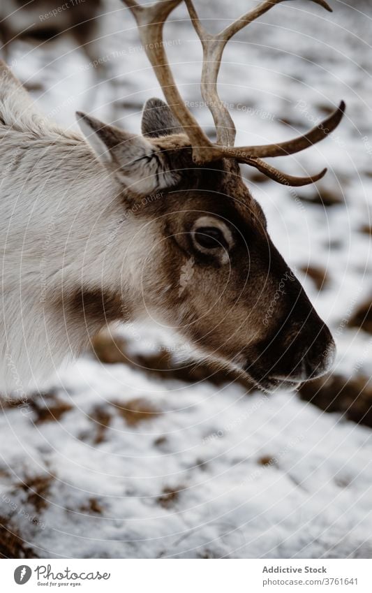 Hirsch in verschneiten Wiese im Winter Hirsche Tier wild Fussel Schnee Natur Schottisches Hochland Schottland Großbritannien vereinigtes königreich weiß Saison