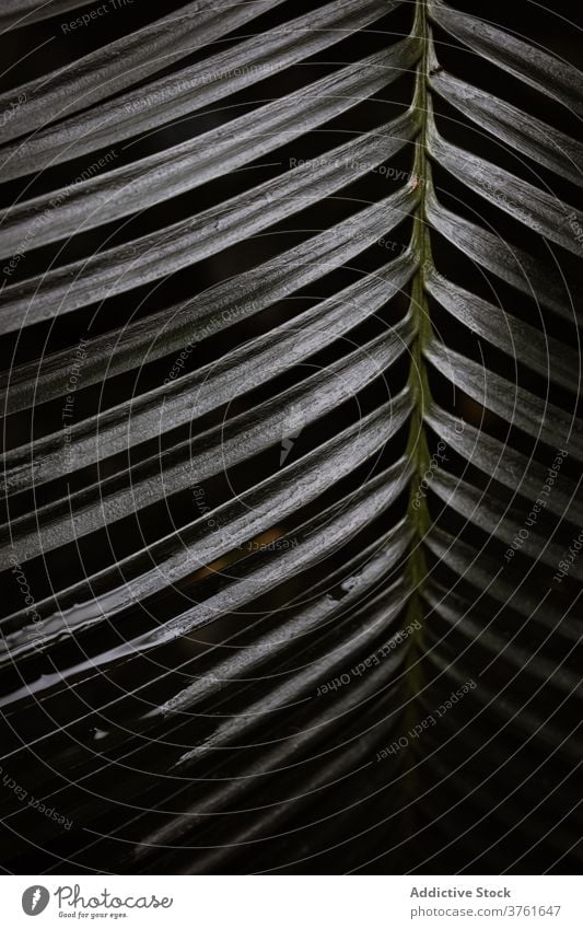 Grünes Palmenblatt wächst im botanischen Garten Pflanze wachsen Hintergrund organisch Handfläche natürlich Blatt grün Botanik filigran dunkel Natur Flora