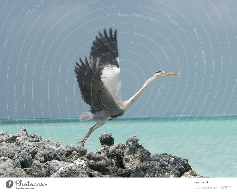 Abflug Kranich Strand Meer Malediven Sommer Verkehr Blaues Wasser