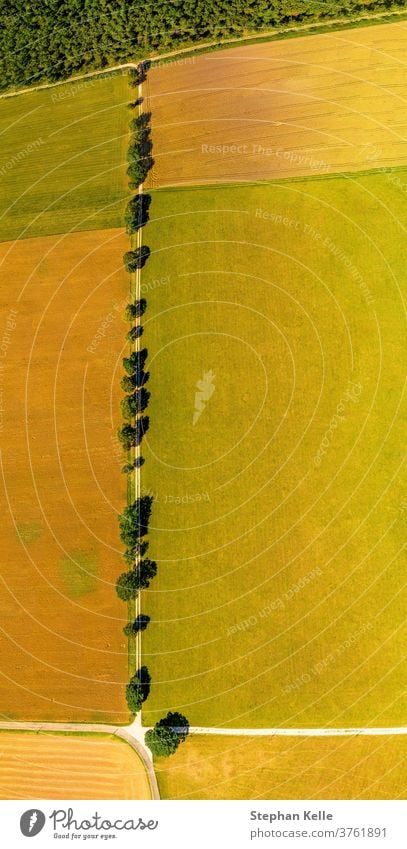 Blick von oben über eine gerade Linie von Bäumen, eine schöne Allee als Topaufnahme im Sommer. Antenne Reihe Wiesen Draufsicht Deutschland Bereiche Land Ansicht