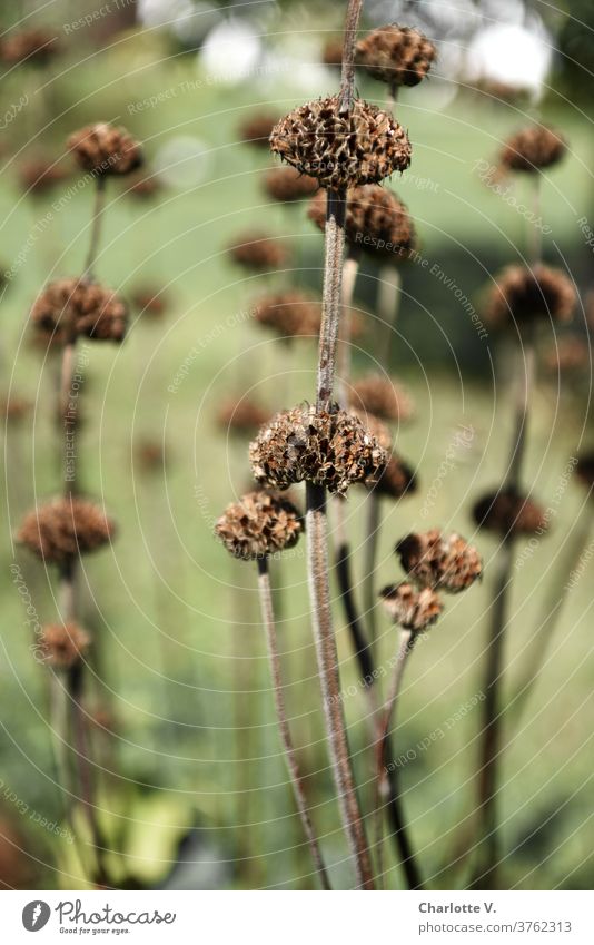 Trockenblumen Blumen Stauden vertrocknet verblüht Samenkapseln Pflanze Natur Herbst Farbfoto Schwache Tiefenschärfe trocken Vergänglichkeit Außenaufnahme Tag