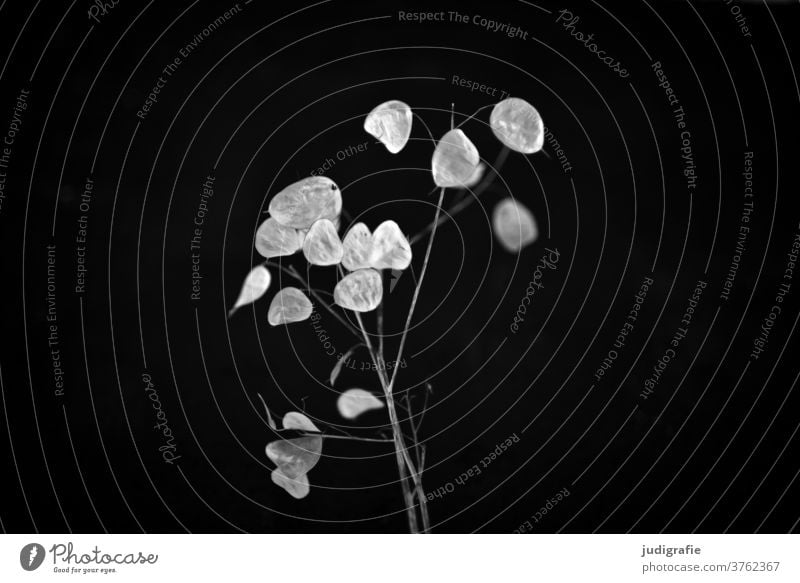 Lunaria mit silbernem Blatt silberblatt Pflanze Pflanzenteile Schwarzweißfoto Natur Botanik pflanzlich zart Zweig Samen trocken