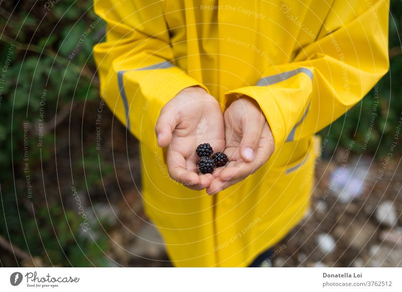 Schwarze Beeren in Kinderhänden Antioxidantien Herbst Biografie Brombeeren Tag fallen Lebensmittel Wald Früchte grün Hände Ernte Jacke wenig Natur eine