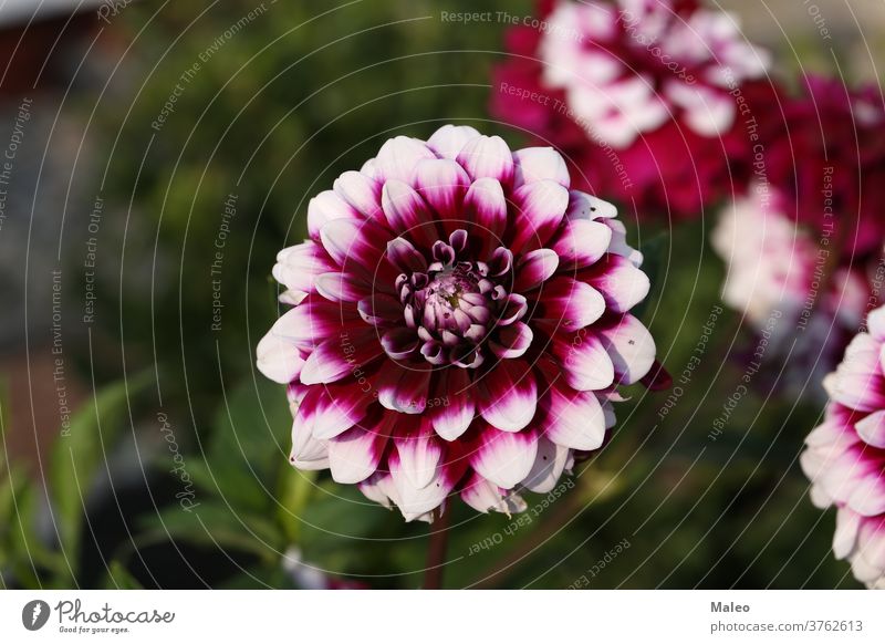 Isolierte natürliche Dahlienblüte auf grünem Hintergrund Ordnung Herbst schön Schönheit Bett Blütezeit Überstrahlung Botanik Blumenstrauß hell Nahaufnahme Farbe