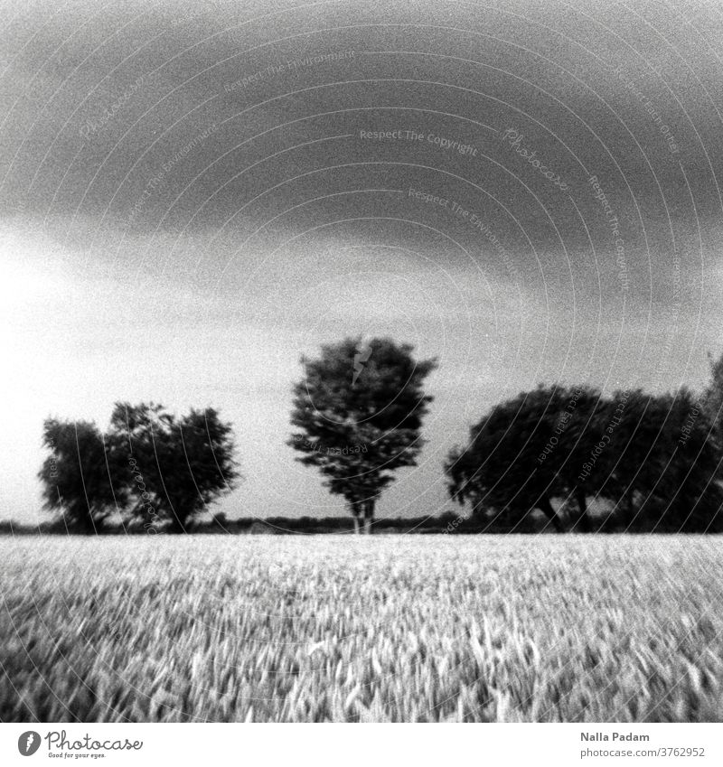 Grauer Himmel, Bäume, Feld Baum analog Analogfoto grauer Himmel Natur Wolken menschenleer Außenaufnahme Tag Pflanze