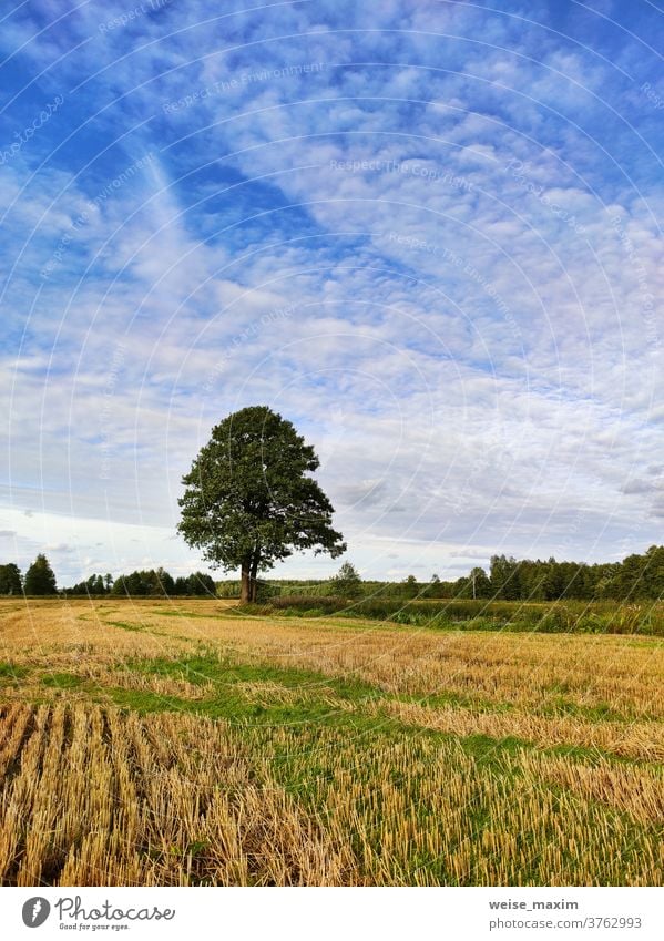 Herbstlandschaft im abendlichen Sonnenlicht von oben. Sommerhintergrund mit Erle Baum fallen Fluss sonnig Wasser September Natur Reflexion & Spiegelung blau