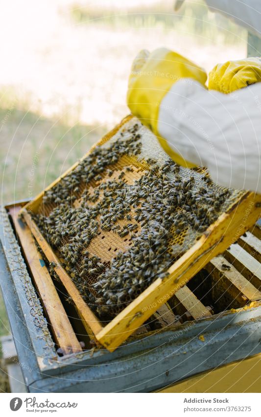 Imker mit Wabe im Bienenstock Liebling abholen Bienenkorb Arbeit Job Garten behüten Uniform Tracht Arbeiter Werkzeug Fähigkeit Ökologie Beruf beschäftigt Wehen