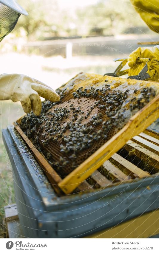 Imker bei der gemeinsamen Arbeit im Bienenstock im Sommer Wabe Liebling Zusammensein Bienenkorb Job Garten behüten Handschuh stehen Uniform Tracht Arbeiter