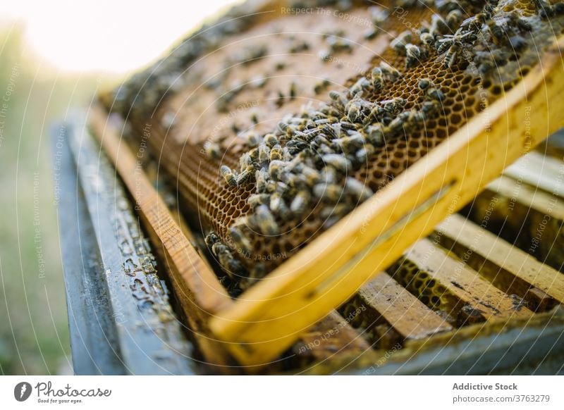 Bienenstock mit Honigwaben im Garten Wabe Liebling Bienenkorb Sommer Umwelt hölzern Bauernhof ländlich organisch Natur Dorf rustikal Land Ackerland sonnig