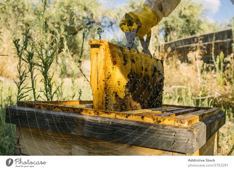 Imker mit Wabe im Bienenstock Liebling abholen Bienenkorb Arbeit Job Garten behüten Uniform Tracht Arbeiter Werkzeug Fähigkeit Ökologie Beruf beschäftigt Wehen