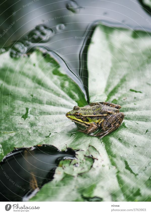 Frosch auf Blatt grün Natur Amphibie Laubfrosch Farbfoto 1 Tier Teich Nahaufnahme braun Außenaufnahme Menschenleer Wildtier Kröte Wasser Tag Froschlurche Umwelt