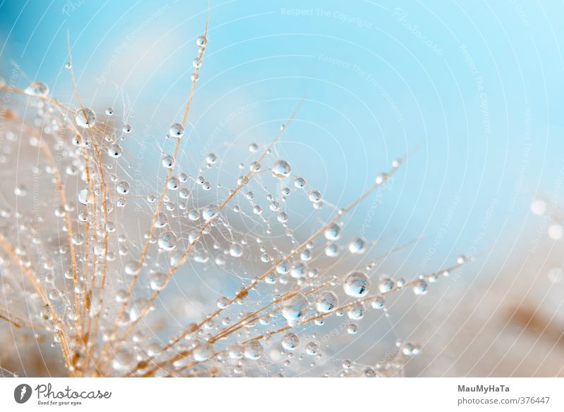 Löwenzahn und Wassertropfen Sommer Natur Pflanze Herbst Blume Tropfen nass blau gelb grün weiß Hintergrundbeleuchtung Schönheit in der Natur Farbbild