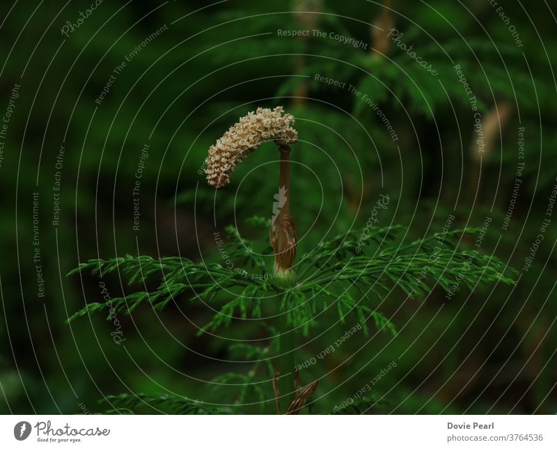 Waldschachtelhalmblume im Wald Schachtelhalm Waldgebiet Blume Unkraut wild Pflanze Natur equisetum sylvaticum Spitzenmuster braun