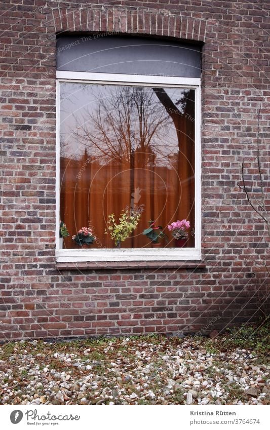 kunstblumen und gardine im fenster mit spiegelung fensterbank blumenvase blumentöpfe blüten alpenveilchen blumendeko reflektion reflexion ziegelsteine retro