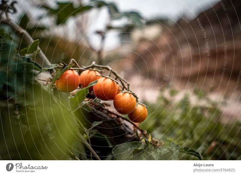 Wildkirschtomaten, die neben einem Wanderweg wachsen Ackerbau Hintergrund Ast Ernte Bauernhof Lebensmittel frisch Frucht Garten grün Wachstum Gesundheit Blatt