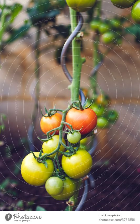 Urban Gardening Selbsthilfe - Tomate Ackerbau Lauch Bohne Biografie Blütezeit züchten Zucht Brokkoli Möhre kontrollierte Landwirtschaft Zucchini