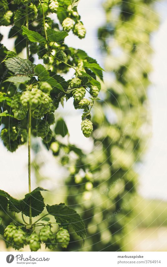 Fresh Bio Hop for Craft Beer agrar agriculture ale-brewer beer bloom breed breeding brewery brewing brewing of beer cash cropping cone cones controlled farming