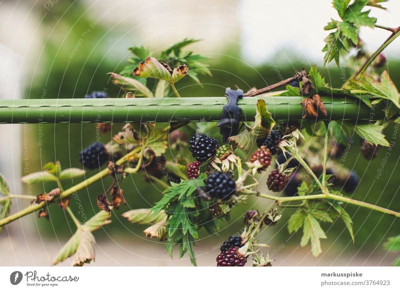 Frische Bio-Ernte Hausgarten Brombeeren Ackerbau Biografie Blütezeit züchten Zucht Kindheit Wintergarten kontrollierte Landwirtschaft Bodenbearbeitung