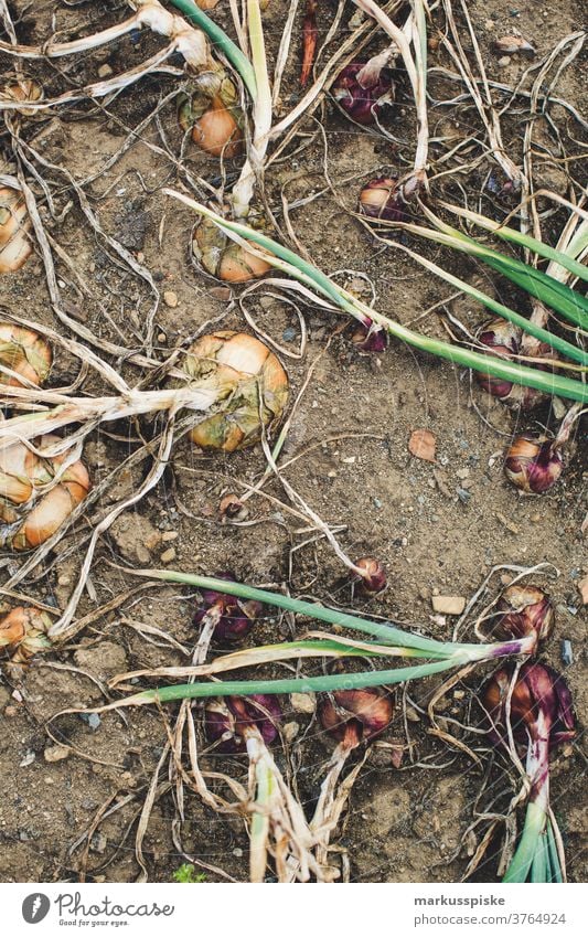 Frische Bio-Ernte Hausgartenzwiebeln Ackerbau Biografie Blütezeit züchten Zucht Kindheit Wintergarten kontrollierte Landwirtschaft Bodenbearbeitung Lebensmittel