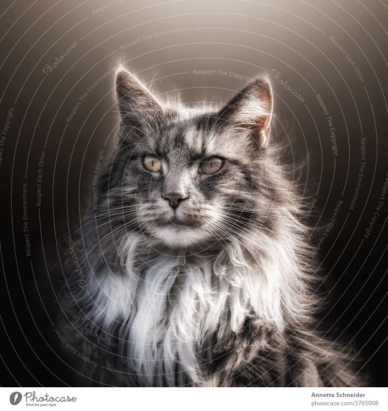 Maine coon Katze katze Rassekatze Fell Langhaarige Katze fluffig Ohrbüschel Ein Tier Haustiere bezaubernd Porträt niedlich schön