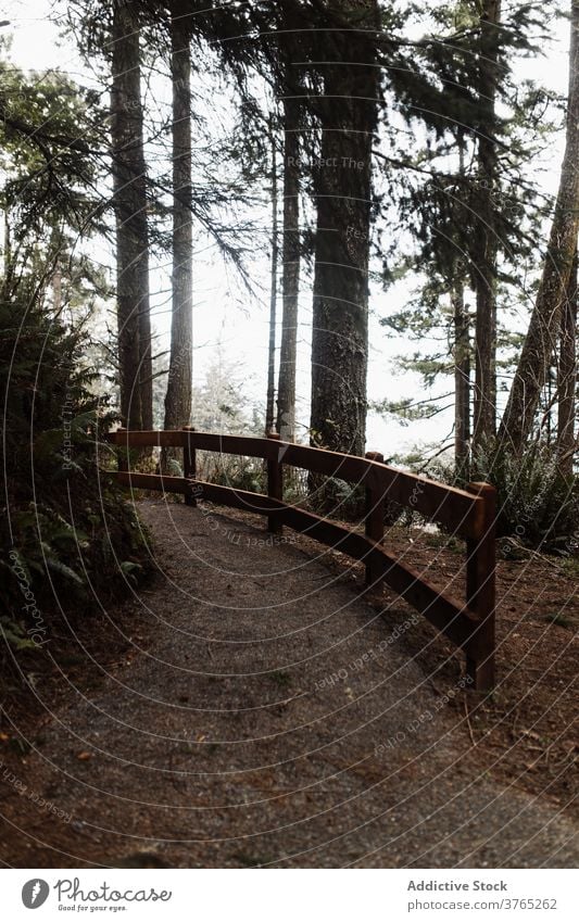 Pfad im Nadelwald im Herbst nadelhaltig Wald Weg Nachlauf Zaun Wälder hölzern trist wolkig Immergrün USA Vereinigte Staaten amerika Landschaft Umwelt malerisch