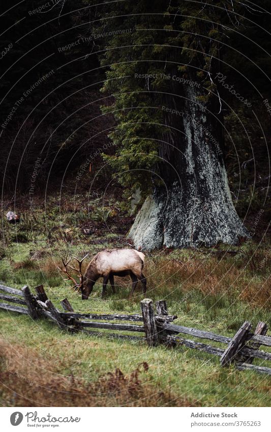 Wilde Hirsche grasen im Wald wild Tier wolkig Wälder weiden Weide Wiese Geweih USA Vereinigte Staaten amerika Natur Tierwelt Fauna Säugetier Gras malerisch