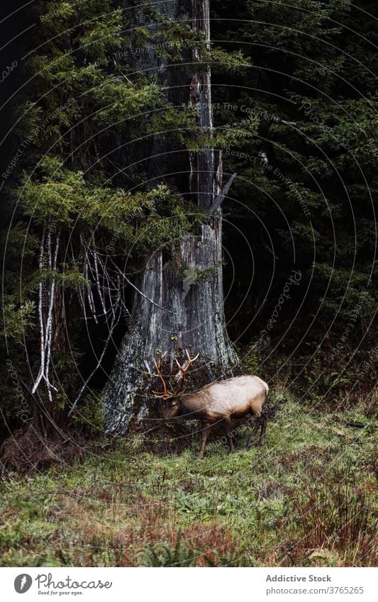 Wilde Hirsche grasen im Wald wild Tier wolkig Wälder weiden Weide Wiese Geweih USA Vereinigte Staaten amerika Natur Tierwelt Fauna Säugetier Gras malerisch