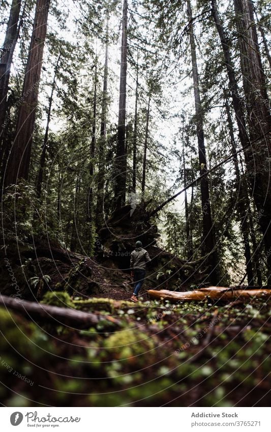 Anonymer Mann geht in düsteren Wald trist Spaziergang reisen Wälder Baum Kofferraum erkunden männlich USA Vereinigte Staaten amerika Landschaft Natur Reise