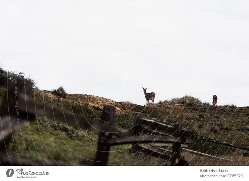 Hirsche beim Weiden auf dem Hügel im Herbst wild Saison Zusammensein Tier weiden USA Vereinigte Staaten amerika Gras getrocknet Landschaft bedeckt Umwelt