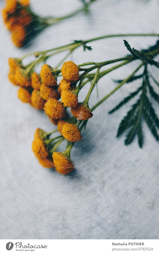 Gelbe Blumen aufgereiht auf einem konkreten Hintergrund grün gelb schön Blüte Dekoration & Verzierung geblümt Sommer Pflanze Frühling frisch Raum Natur