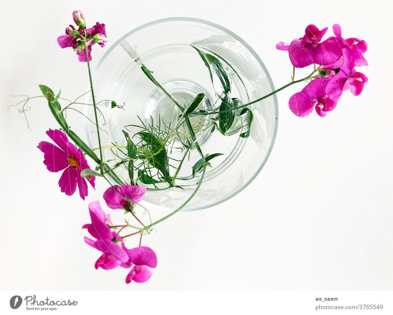 Pinke Blumen in Vase Cosmea bipinnata Schmuckkörbchen Glasvase grün pink weiss Vogelperspektive Staubfäden Blüte Blüten September August gelb leuchtend blühend