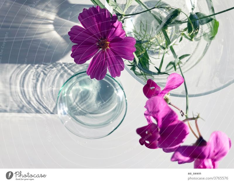 Pinke Blumen in Vase Cosmea bipinnata Schmuckkörbchen Glasvase grün pink weiss Vogelperspektive Staubfäden Blüte Blüten September August gelb leuchtend blühend