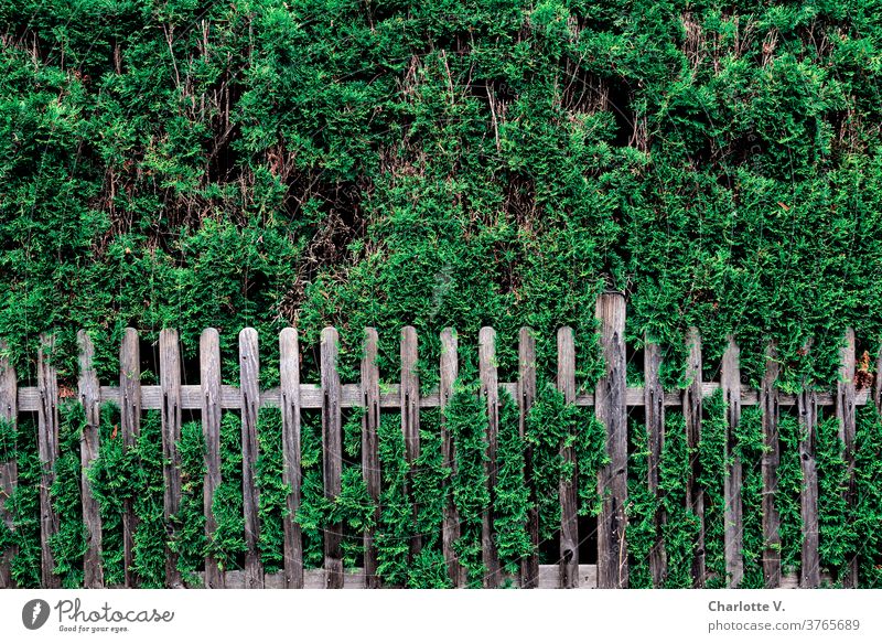 Thujaheckenland |Thuja mit Lattenzaun Thuia Hecke Thuiahecke Natur Sträucher Außenaufnahme Farbfoto Tag Pflanze Garten Menschenleer grün Umwelt Sommer