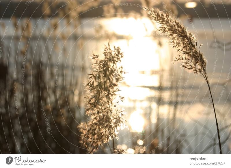 Wintersonne Gegenlicht Abenddämmerung Wasser Sonne