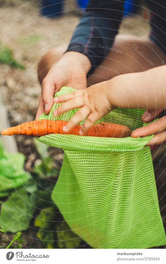 Urban Gardening ernten frische Bio-Möhren Ackerbau Biografie Blütezeit züchten Zucht Kindheit Wintergarten kontrollierte Landwirtschaft Ernte Bodenbearbeitung