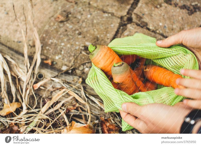 Urban Gardening ernten frische Bio-Möhren Ackerbau Biografie Blütezeit züchten Zucht Kindheit Wintergarten kontrollierte Landwirtschaft Ernte Bodenbearbeitung