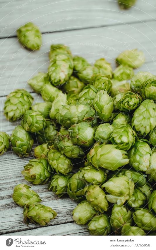 frischer Bio-Hopfen Biografie Feld Ernte Humulus agrar Ackerbau ale-brewer Bier Blütezeit züchten Zucht brauen Brauer Brauerei Brauen Brauen von Bier