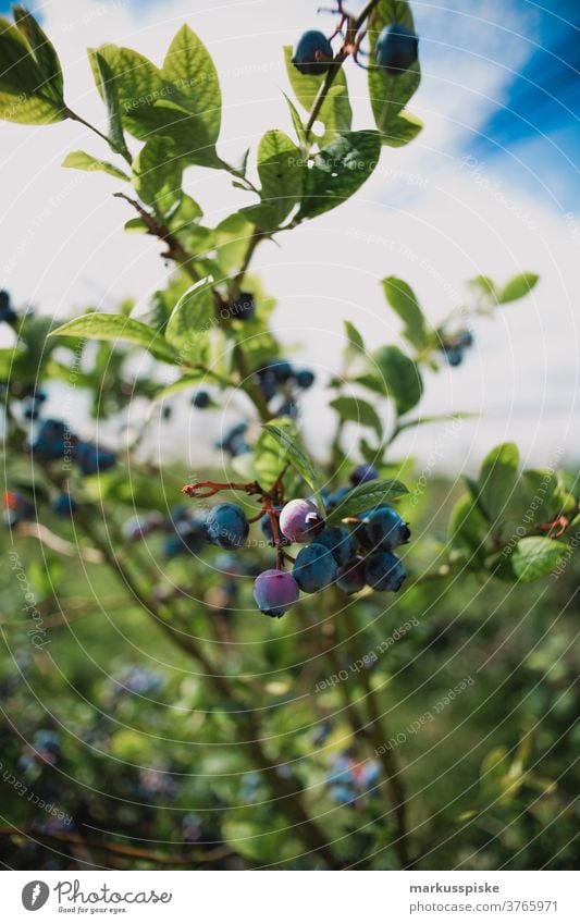 Gewächshaus für Blaubeeren Ackerbau Biografie Blütezeit züchten Zucht Kindheit Wintergarten kontrollierte Landwirtschaft Ernte Bodenbearbeitung Lebensmittel