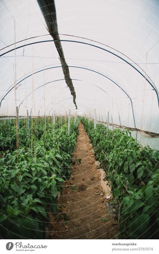 Mega-Gewächshaus für Tomaten und Paprika Ackerbau Biografie Blütezeit züchten Zucht Kindheit Wintergarten kontrollierte Landwirtschaft Ernte Bodenbearbeitung