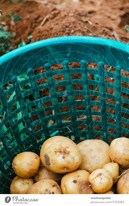 Erntefrische Bio-GVO-freie Kartoffeln Ackerbau Schubkarre Biografie Übertopf kontrollierte Landwirtschaft Bodenbearbeitung Lebensmittel Garten Gartenarbeit