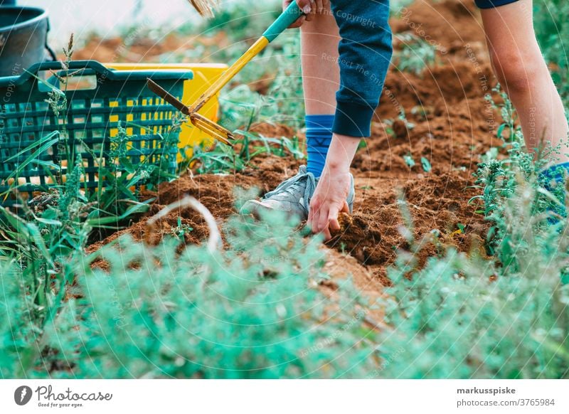 Erntefrische Bio-GVO-freie Kartoffeln Ackerbau Schubkarre Biografie Übertopf kontrollierte Landwirtschaft Bodenbearbeitung Lebensmittel Garten Gartenarbeit